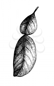 Bergamot orange leaf. Ink sketch isolated on white background. Hand drawn vector illustration. Retro style.