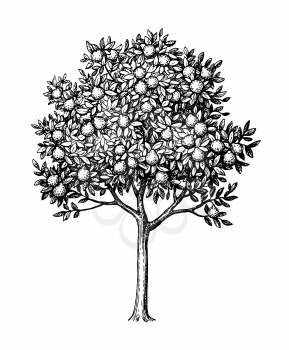 Bergamot orange tree. Ink sketch isolated on white background. Hand drawn vector illustration. Retro style.