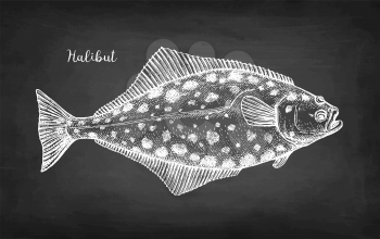 Flatfish. Chalk sketch of halibut. Hand drawn vector illustration on blackboard background. Retro style.