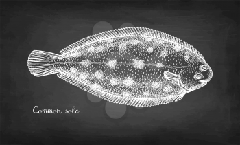 Common sole. Chalk sketch of flatfish. Hand drawn vector illustration on blackboard background. Retro style.