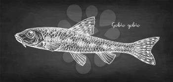 Gobio gobio. Small freshwater fish. Chalk sketch on blackboard background. Hand drawn vector illustration. Retro style.
