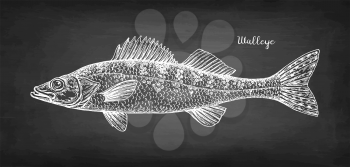 Walleye or yellow pike. Freshwater fish. Chalk sketch on blackboard background. Hand drawn vector illustration. Retro style.