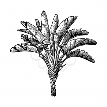 Ravenala. Hand drawn vector illustration of travellers tree. Ink sketch isolated on white background. Retro style.