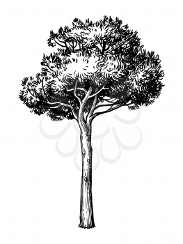 Hand drawn vector illustration of stone pine tree. Isolated on white background. Retro style.