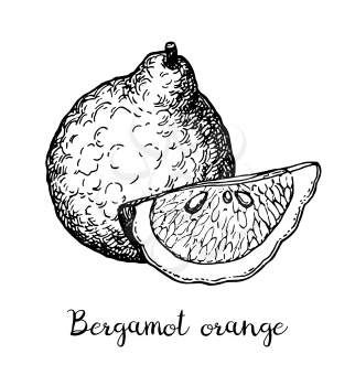 Bergamot orange. Ink sketch isolated on white background. Hand drawn vector illustration. Retro style.