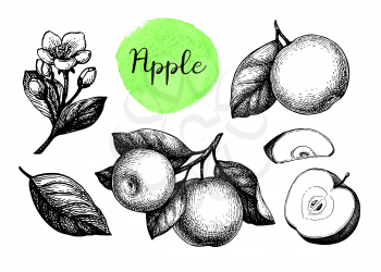 Apples, leaf and flower. Ink sketch set isolated on white background. Hand drawn vector illustration. Retro style.