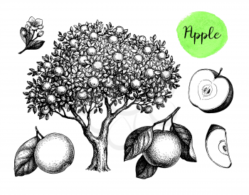 Apple tree, fruits and flower. Ink sketch set isolated on white background. Hand drawn vector illustration. Retro style.