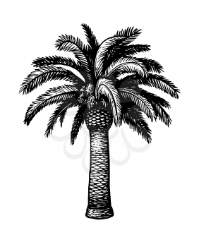 Hand drawn vector illustration of date palm tree. Ink sketch isolated on white background. Retro style.