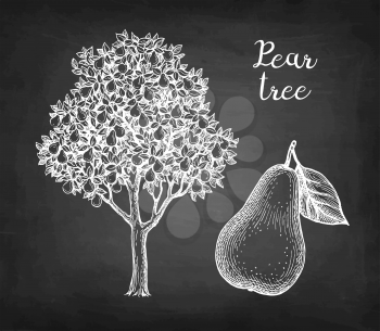 Pear tree and fruit. Chalk sketch on blackboard background. Hand drawn vector illustration. Retro style.