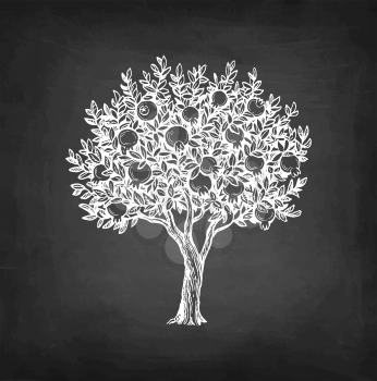 Pomegranate tree. Chalk sketch on blackboard background. Hand drawn vector illustration. Retro style.
