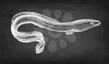 Japanese eel. Chalk sketch of fish on blackboard background. Hand drawn vector illustration. Retro style.
