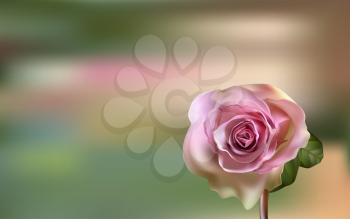 Delicate pink Rose on a blurred green background. Valentines day.