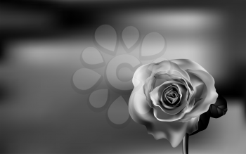 Delicate Black and white Rose on a blurred green background. Valentines day.