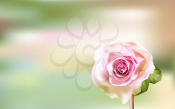 Delicate pink Rose on a blurred green background. Valentines day.