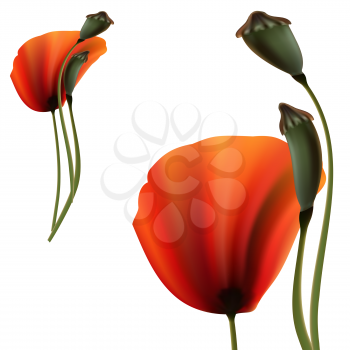 Set of Poppy green and red capsule on stalk closeup on white background
