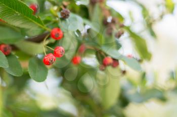 Closeup of red berries on a green background Boke