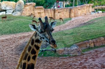 Giraffa camelopardalis, cloven-hoofed animal with a long neck in the zoo.
