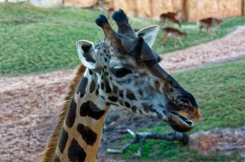 Giraffa camelopardalis, cloven-hoofed animal with a long neck in the zoo.