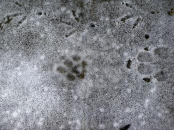 Background winter pattern of animal tracks in the snow. Cat hunts for birds.