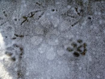 Background winter pattern of animal tracks in the snow. Cat hunts for birds.