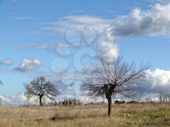 Lonely tree without leaves in late autumn in field. Infinite blue sky with clouds. Fantastic rural landscape. feeling of desolation
