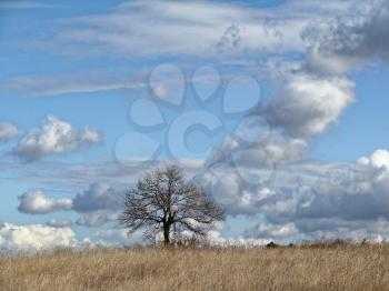 Lonely tree without leaves in late autumn in field. Infinite blue sky with clouds. Fantastic rural landscape. feeling of desolation