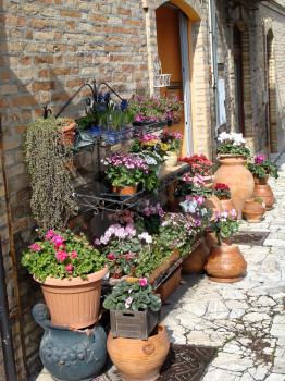 Home various flowers in pots. Design Italian courtyards around the house.