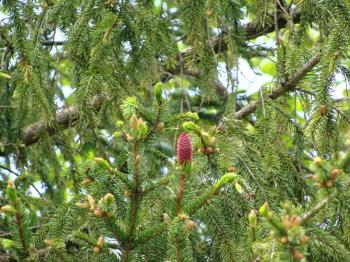 Pink big Christmas bump on evergreen tree, fir tree. Natural decoration in nature.