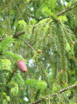 Pink pine cones on pine branches. Christmas tree in South of Italy. Evergreen fir trees.