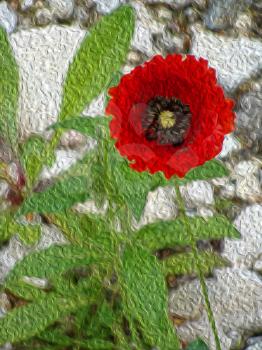 The flowers of red poppy closeup on grey background. Simulation of freehand drawing.