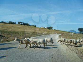 White sheep. A flock of sheep grazing on a mountain road in Italy.