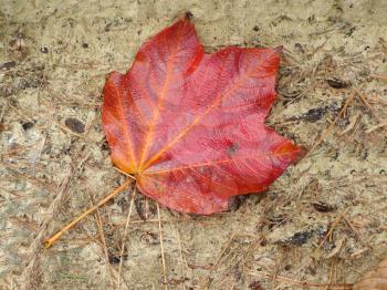 Beautiful autumn background with red large leaf on brown earth