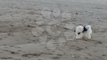 Cute dog, pet running on the beach. Sunset sky and sea.