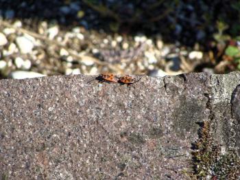 Pair of red insect bugs romantically connected for continuation of family. Beetles on the gray stone in mountains