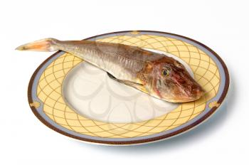 Sea red gurnard gallinella fish on the plate