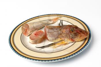 Sea red gurnard gallinella fish on the plate