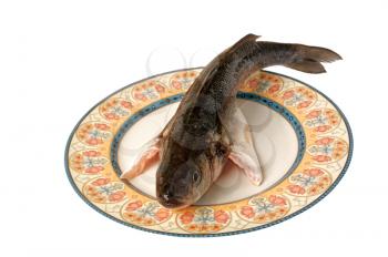 Gourmet sea fish spigola seabass on the plate
