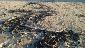 Coast of Italy in winter after storm. Clams, oysters and mussels with starfish on yellow sand.