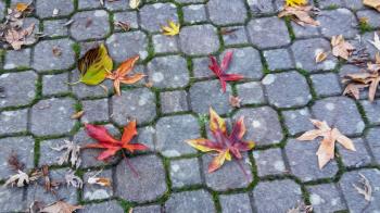 Bright autumn background with yellow and orange leaves on paving stones. Imitation of portrait oil paint.