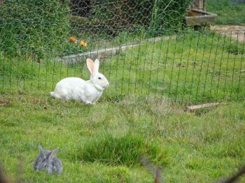 Eared long-eared white rabbit walks in grass on meadow. Green pasture in spring on Sunny day.