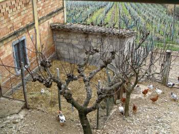 Few hens and rooster in yard of a village house on paddock. The view of the vineyards. Italy.