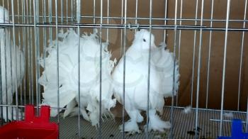 Decorative birds pigeons different breeds and colors. Pigeons in cages. Video