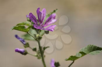 Beautiful delicate wild flower on a Green blurred background. Special romantic gift.