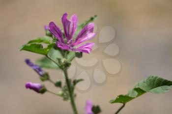 Beautiful delicate wild flower on a Green blurred background. Special romantic gift.