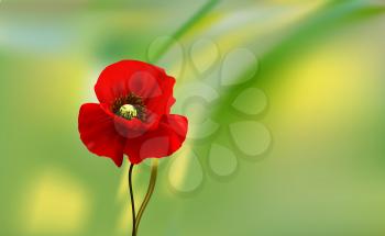 The flowers of red poppy closeup on green background. Blurred background for greeting card.