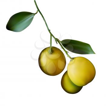 Realistic image of juicy yellow lemon on branch. Closeup of lemons on white background