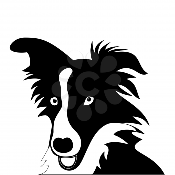 Silhouette of funny playful little black and white puppy border collie. The dog stands and raised his ears. herding dog
