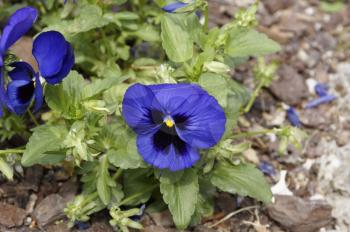 Pansy Flowers vivid blue spring colors against a lush green background. Macro images of flower