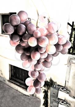 Grape big brush of red grapes. Juicy grapes glistens in the sun. Italian summer morning. The simulated watercolor drawing