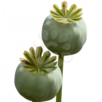 Set of Poppy green capsule on stalk closeup on white background